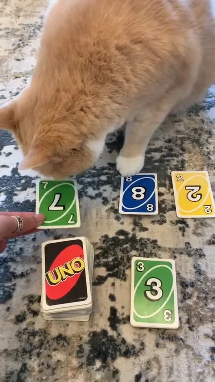 Кот проиграл в УНО