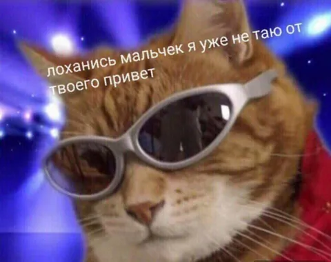 Кот больше не тает от приветствий