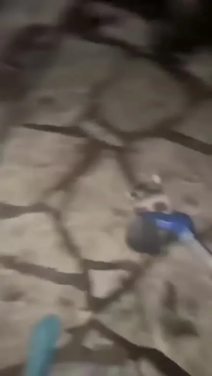 Кот убегает от захвата