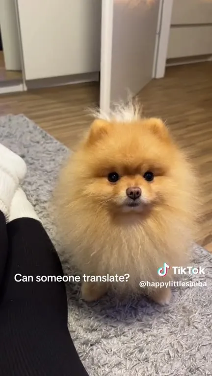 Can Someone Translate This Dog