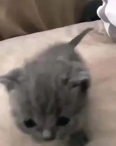 Котёнок, который терпит ласку
