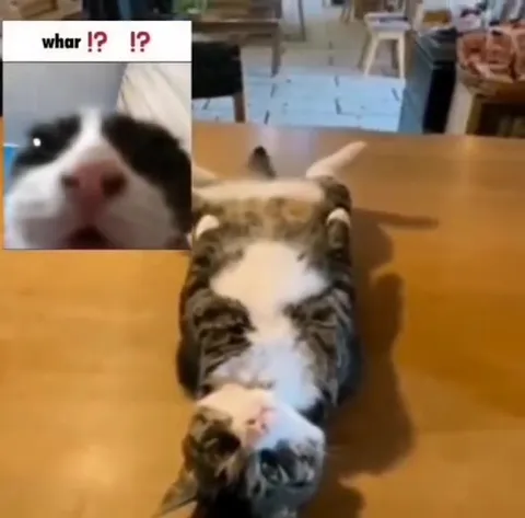 Confused Cats in Strange Situations