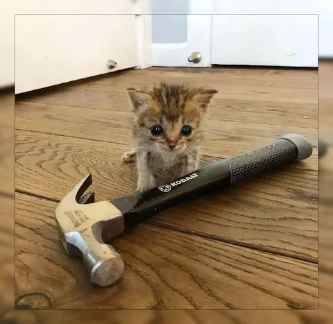 Котёнок с огромным молотком
