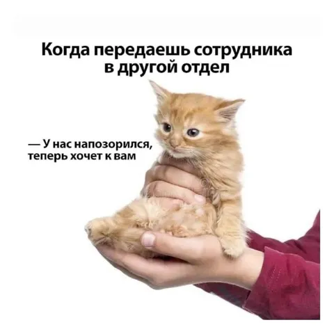 Передача сотрудника в другой отдел