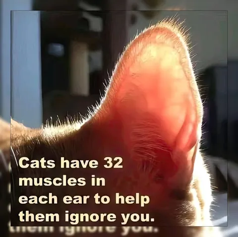 Cats Ignore You With Their Ears