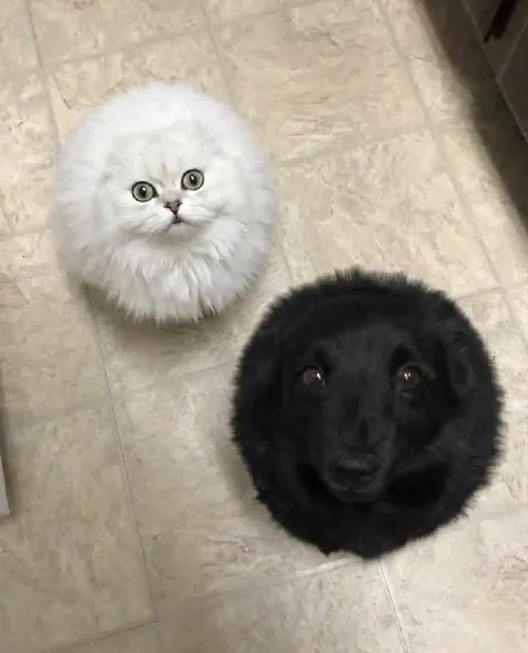 Белый кот и чёрная собака