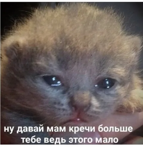 Котёнок просит больше денег