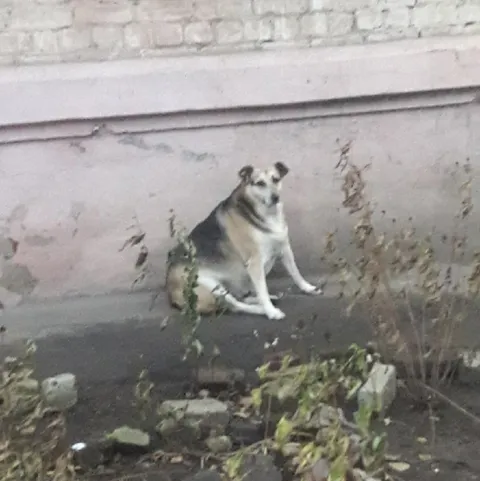 Собака сидит у стены
