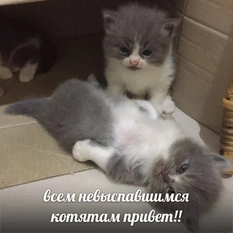 Привет всем невыспавшимся котятам