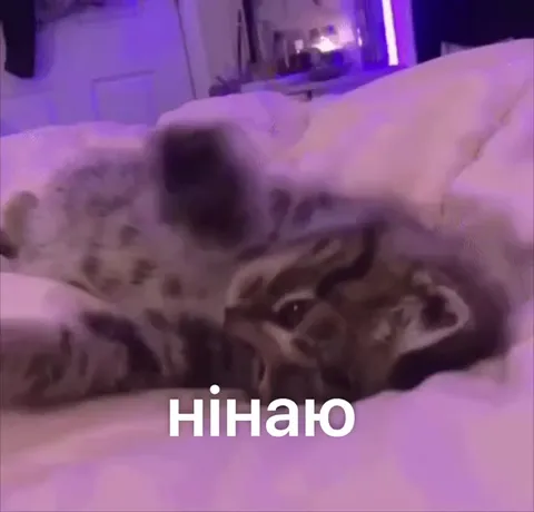 Котик ничего не знает