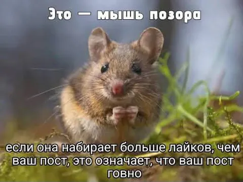 Мышь позора и лайки
