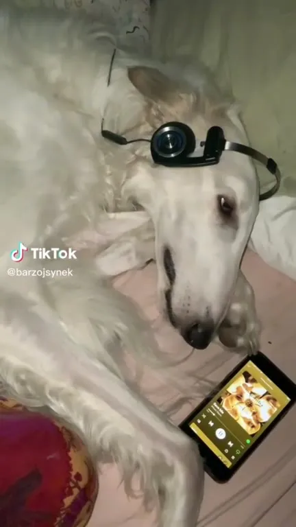 Грустный пёс-фотограф