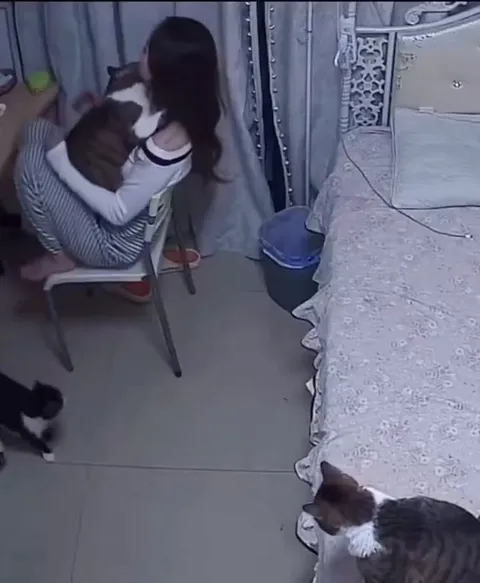 Девушка и армия кошек
