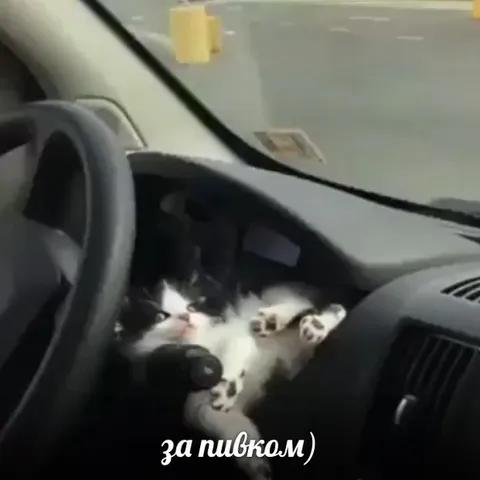 Кот едет за пивком