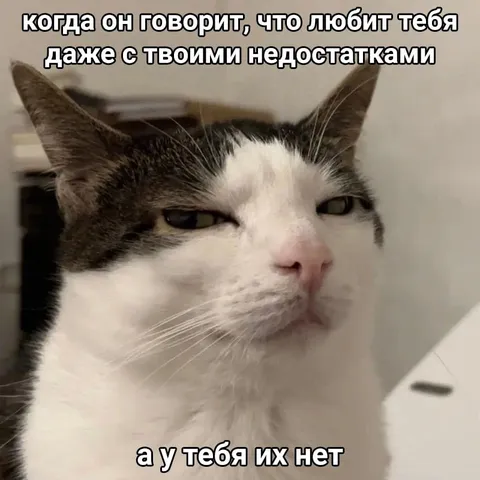 Кот без недостатков