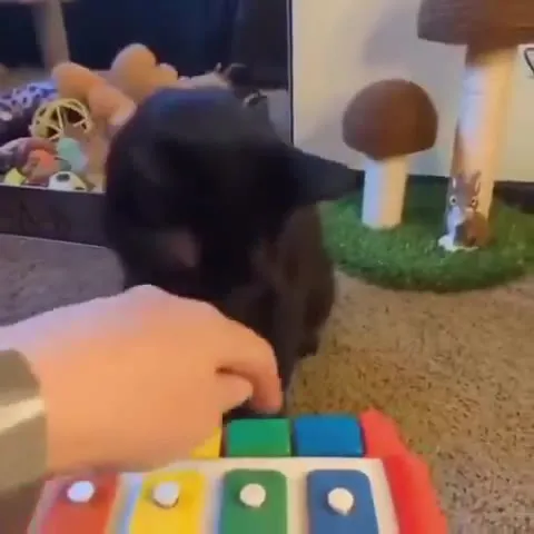 Кот играет на детском пианино