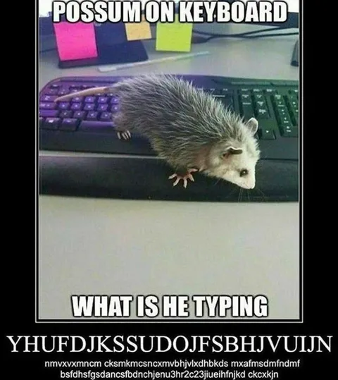 Possum Typing Gibberish