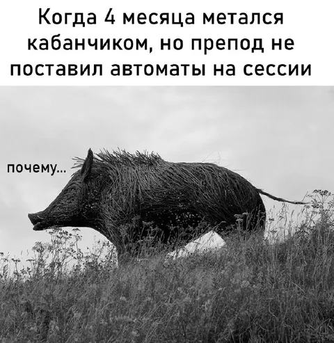 Кабанчик после сессии