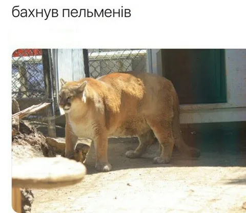 Бахнув пельменів