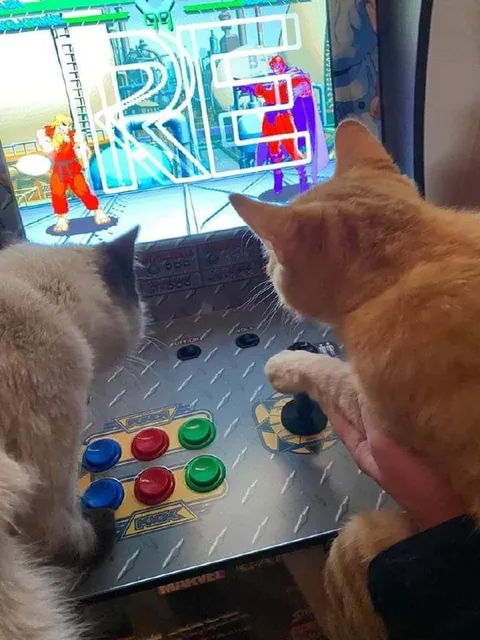 Cats Playing Arcade Fighting Game