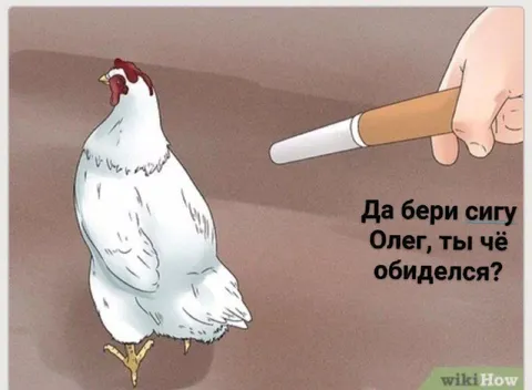 Курица не берёт сигарету