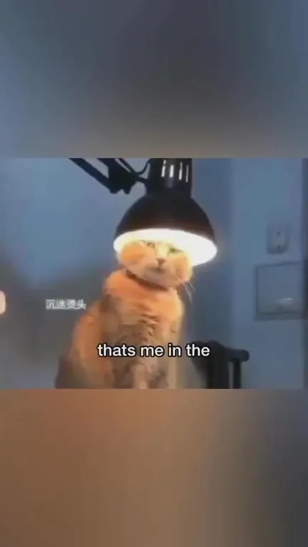 Cats Losing Their Religion