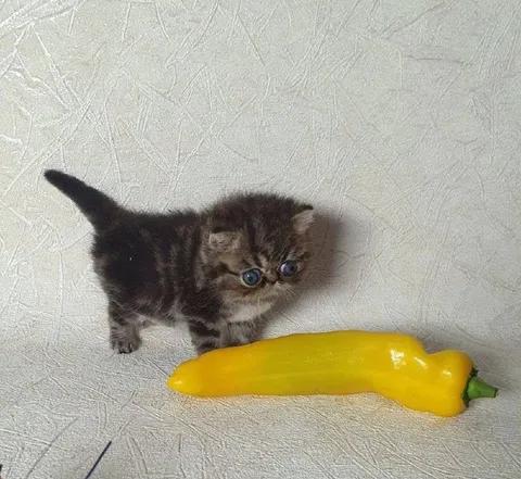 Котёнок и огромный перец