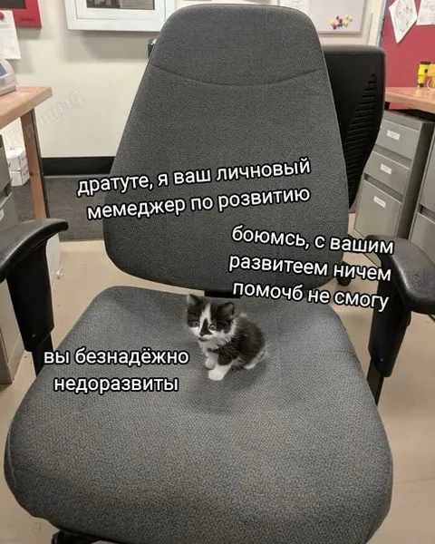 Личный менеджер по развитию котёнка