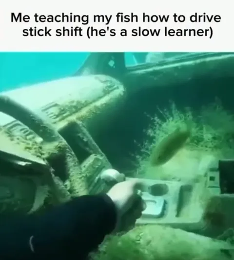 Teaching a Fish Stick Shift