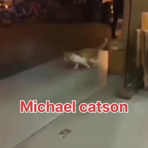 Orange Cat Career Montage