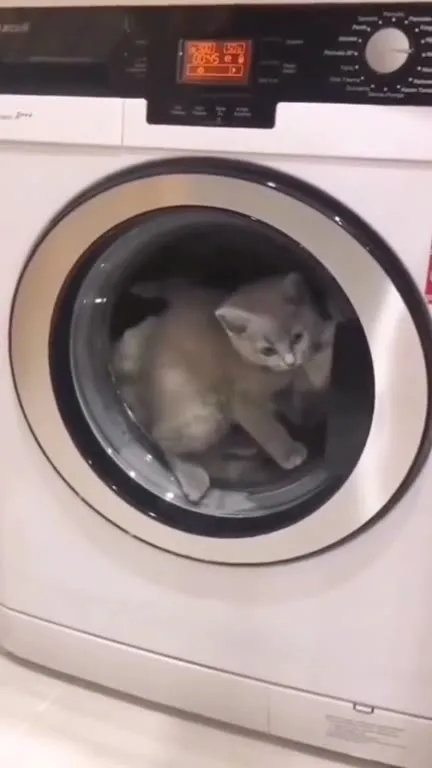Котята в стиральной машине