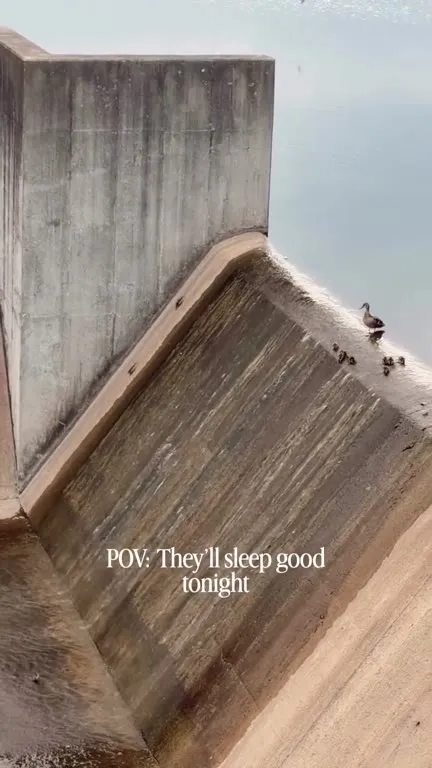 Ducklings on a Concrete Waterslide