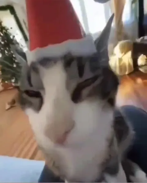 Кот поёт Last Christmas