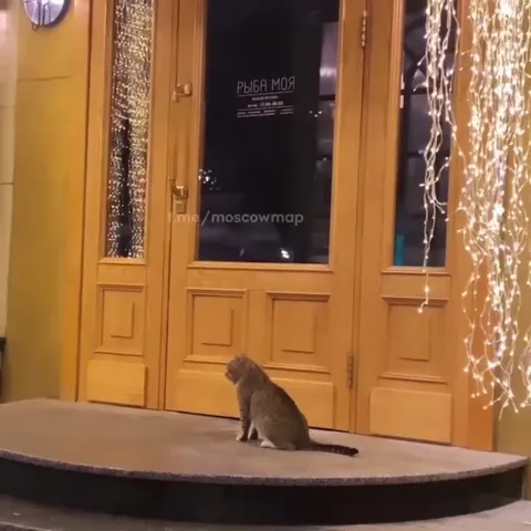 Кот ждёт у двери ресторана