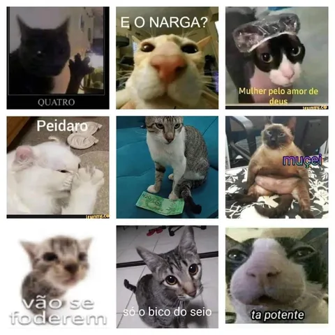 Gatos brasileiros sem filtro