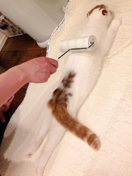 Кота красят валиком