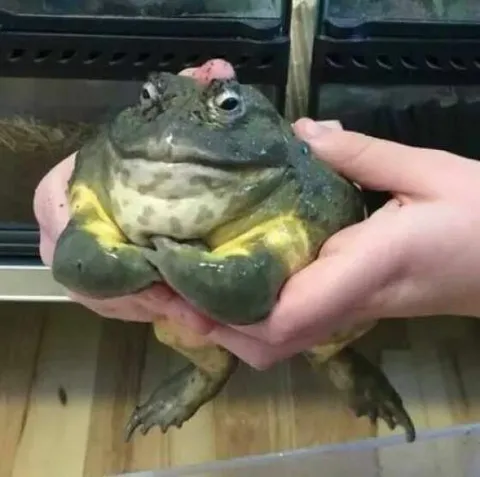 Недовольная лягушка в руках