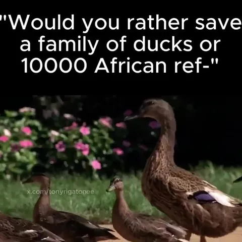 Save the Ducks or African Refugees