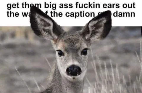 Deer Sticking Its Ears Out