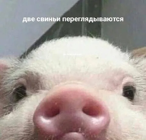 Две свиньи переглядываются