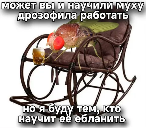 Муха-дрозофила на кресле