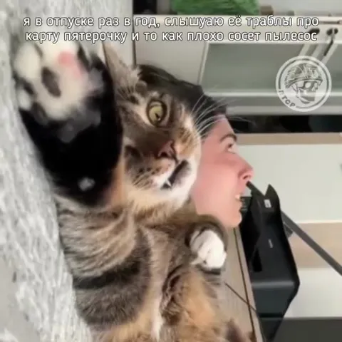 Кот слушает жалобы в отпуске