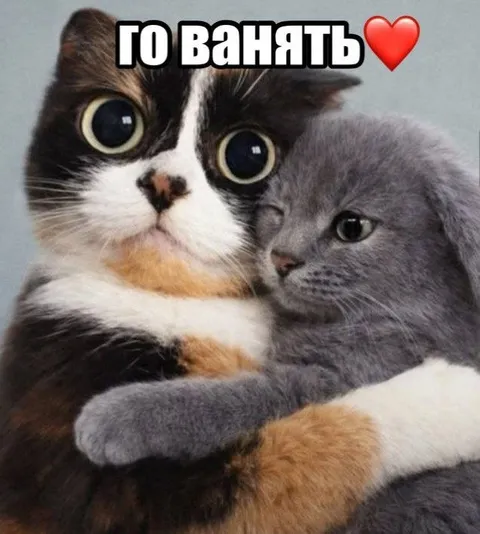Котята обнимаются