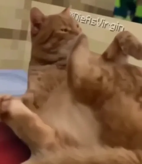 Cat Kicks Herself to Death