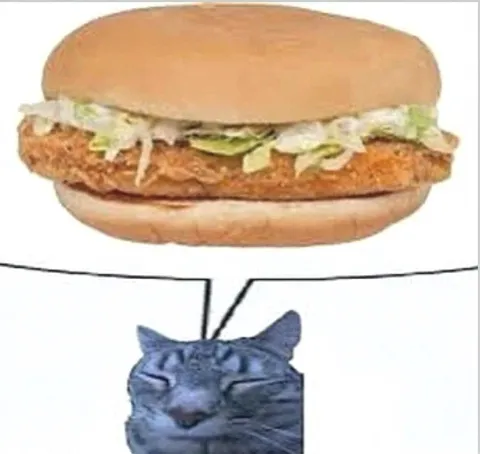 Кот просит бургер