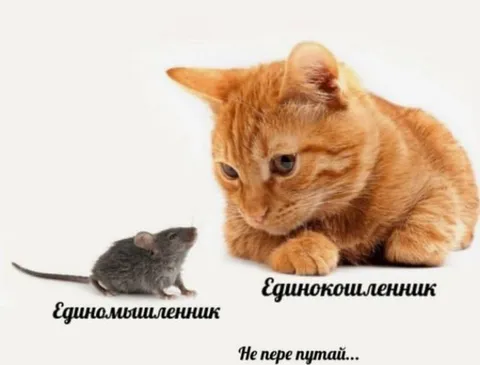 Единомышленник и единокошленник