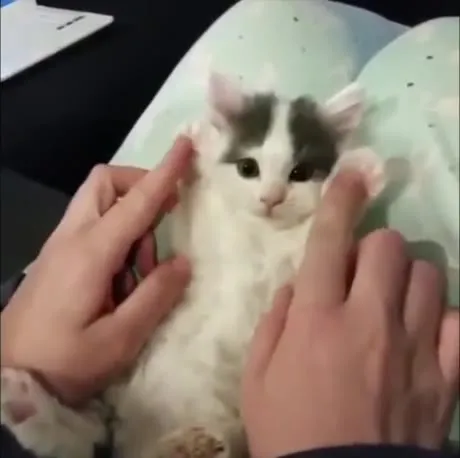 Котёнок не выдерживает щекотки