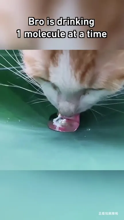 Cat Drinks One Molecule at a Time