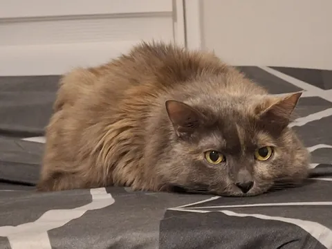 Кот лежит и смотрит