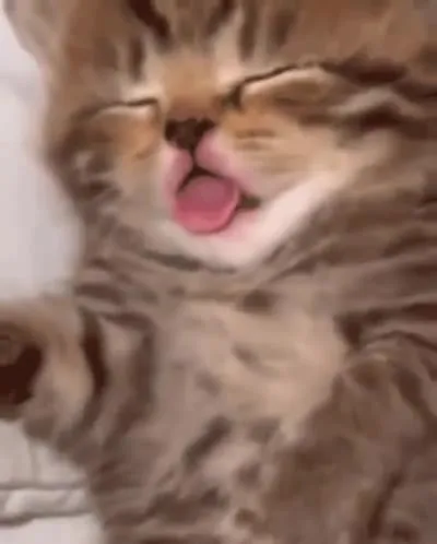 Котик смешно облизывается